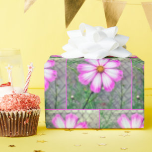 Papel De Presente Flor rosa e branca do Cosmos