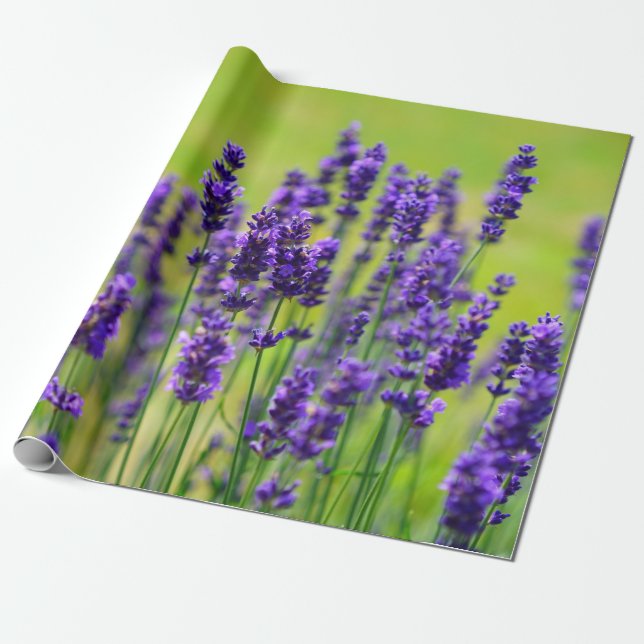 Papel De Presente Flor roxa da lavanda (Desenrolado)