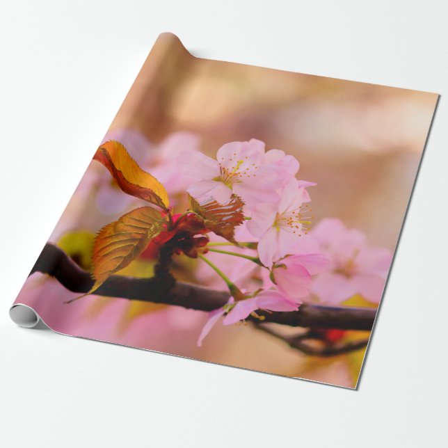 Papel De Presente Flor Sakura Rosa Bonita Em Springtime (Desenrolado)