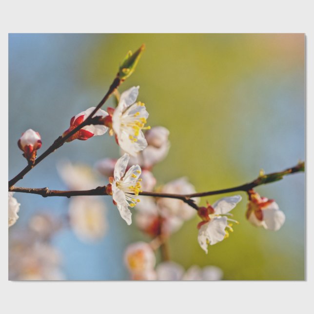 Papel De Presente Flores Apricot Japonesas (Aberto)