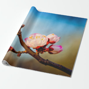Papel De Presente Flores Apricot Japonesas E Céu Azul