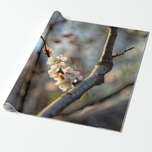Papel De Presente Flores Brancas Sunlit Japonesas Apricot Sakura
