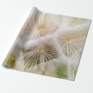 Papel De Presente Flores de dandelion brancas