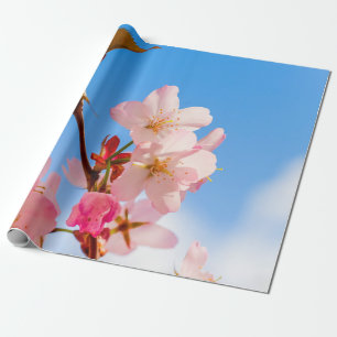 Papel De Presente Flores De Sakura Bonitas Abertas Ao Sol Da Primave