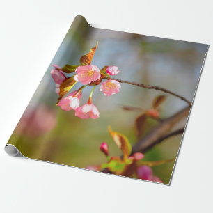 Papel De Presente Flores de Sakura, Tender Rosa Suave