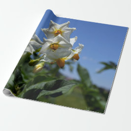 Papel De Presente Flores estreladas Solanum tuberosum
