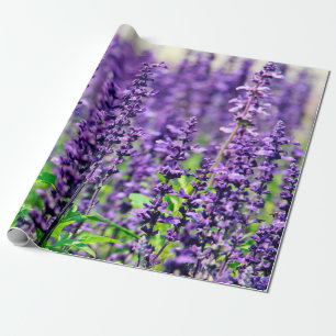 Papel De Presente Flores roxas da lavanda