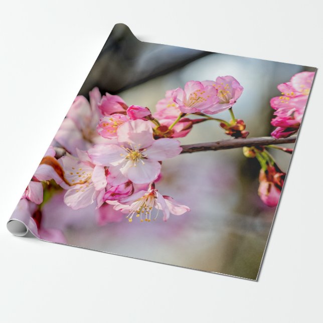 Papel De Presente Flores Sakura Doce Em Springtime (Desenrolado)