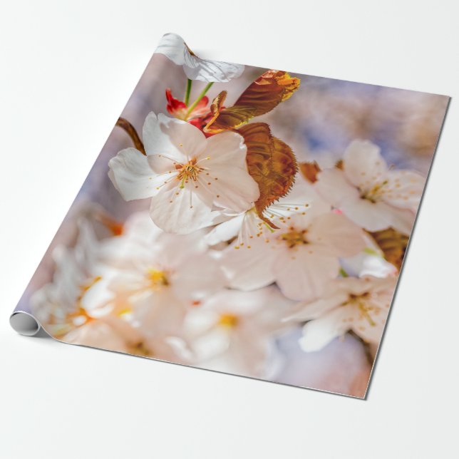 Papel De Presente Flores Sakura espetaculares. Hanami Season (Desenrolado)