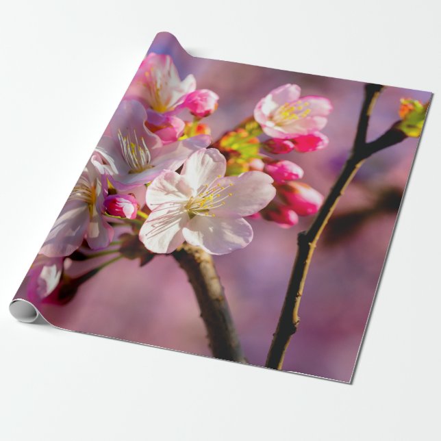 Papel De Presente Flores Sakura Frescas No Jardim (Desenrolado)