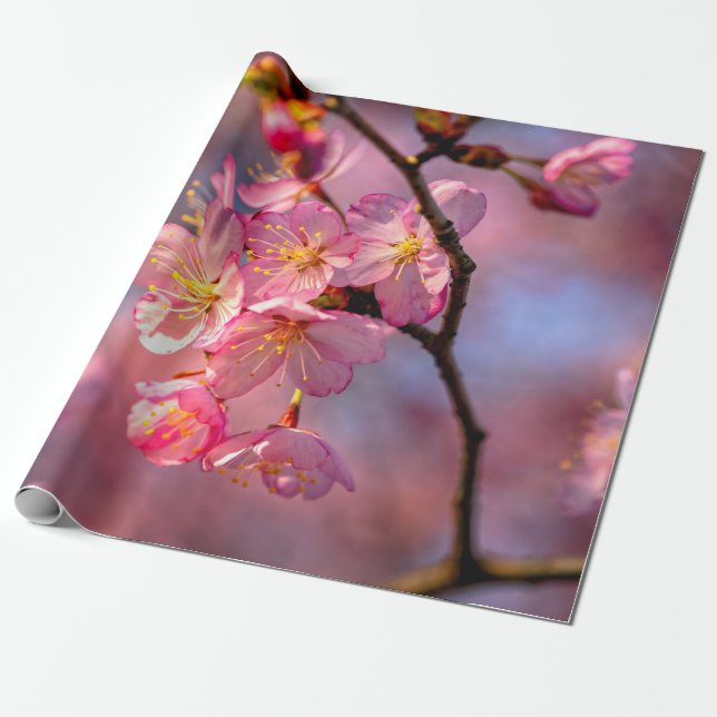 Papel De Presente Flores Sakura legal Numa Árvore De Cereja (Desenrolado)