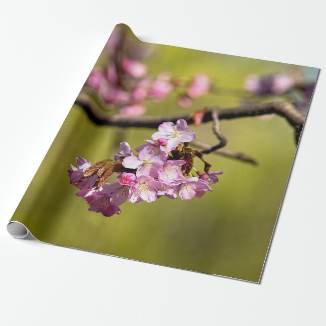 Papel De Presente Flores Sakura Novas Em Verde (Desenrolado)