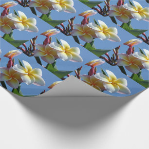 Papel De Presente Flores Showy do Frangipani do Plumeria