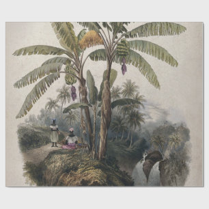 Papel De Presente Floresta Tropical Antiquada de Banana   Vintage Bo