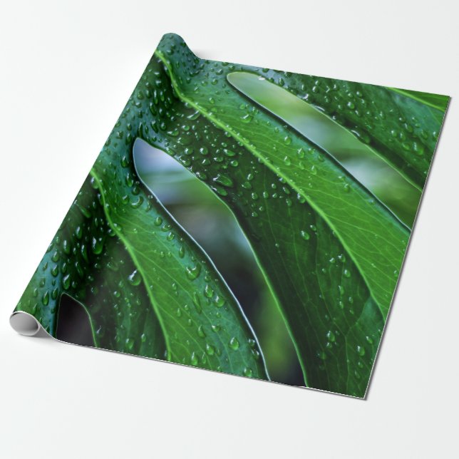 Papel De Presente Folha verde da planta Monstera (Desenrolado)