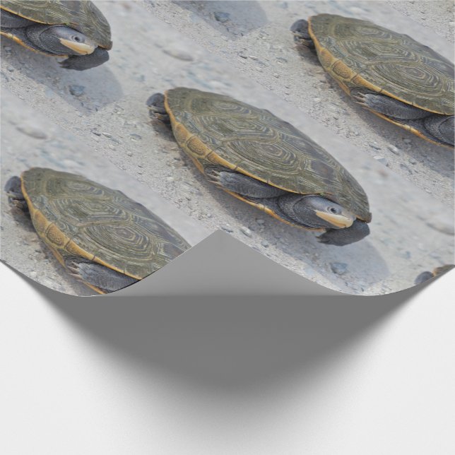 Papel De Presente Foto da tartaruga (Ponta)