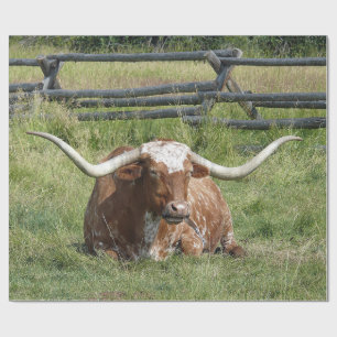 Papel De Presente Foto de Cow Texas Longhorn