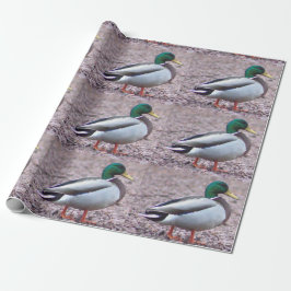 Papel De Presente Foto de Mallard Duck