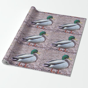 Papel De Presente Foto de Mallard Duck
