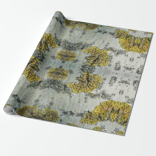 Papel De Presente Foto do Latido de Árvore Real Aspen - Amuleto Natu (Desenrolado)