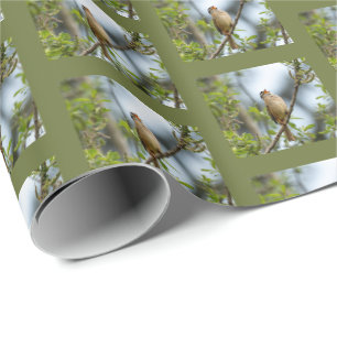 Papel De Presente Fotografia de Ave de Arte Fino - Pardal-de-coroa-b