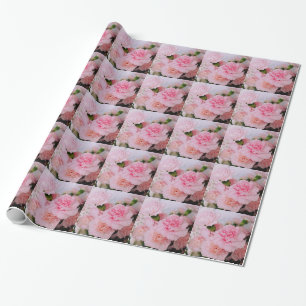 Papel De Presente Fotografia de flor de cravo rosa encantadora.
