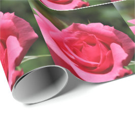 Papel De Presente fotografia de rosa rosa-rosa perfeita, adorável, d