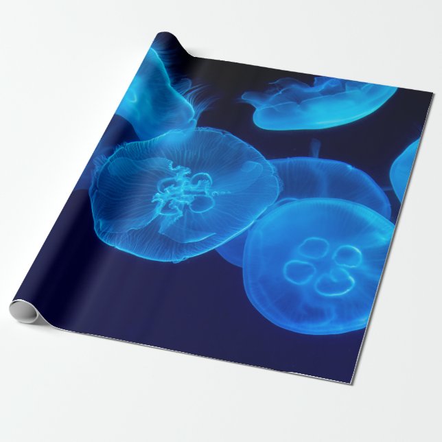 PAPEL DE PRESENTE FOTOGRAFIA FECHADA DE NASCIMENTO DE PEIXE (Desenrolado)
