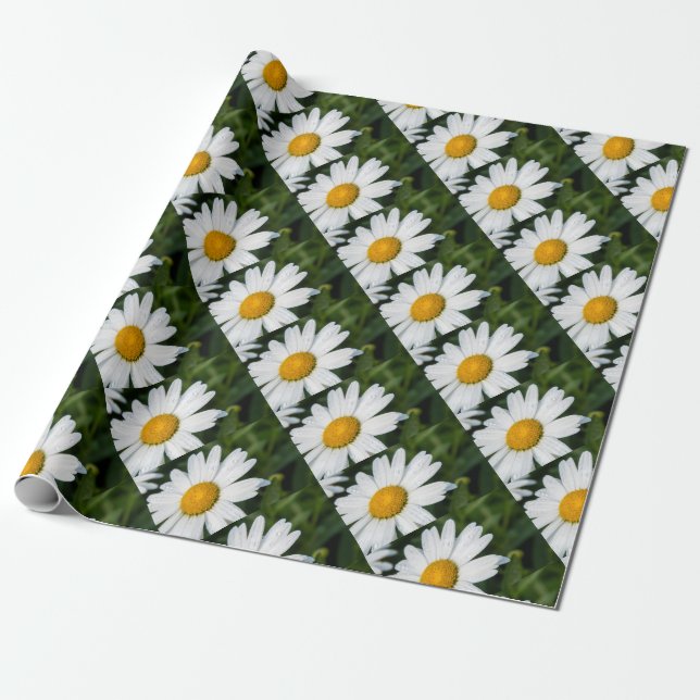 Papel De Presente fotografia, um margueritte, fazem verde (Desenrolado)