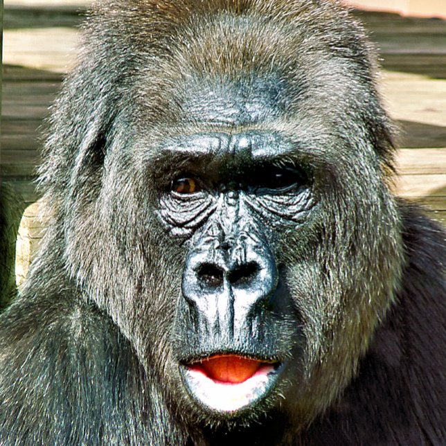 PAPEL DE PRESENTE FUNNY CUTE GORILLA (The expression on this gorilla face is like mine when I have lost my keys!)