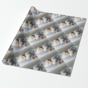Papel De Presente Gatinho Sonolento