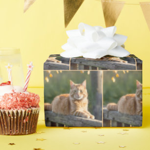 Papel De Presente Gato Laranja em uma Cerca Rústica