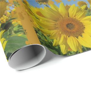 Papel De Presente girassóis amarelos no verão