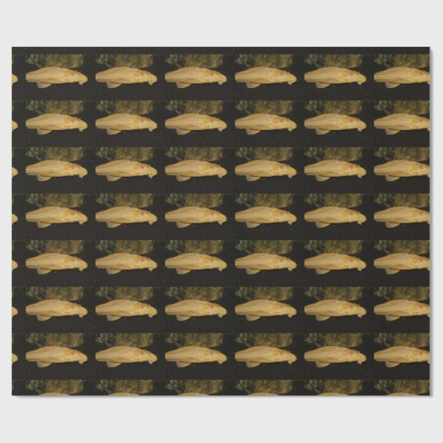 Papel De Presente Glyptoperichthys gibbiceps (Aberto)