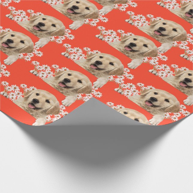 Papel De Presente Golden Retriever em margaridas em laranja (Ponta)