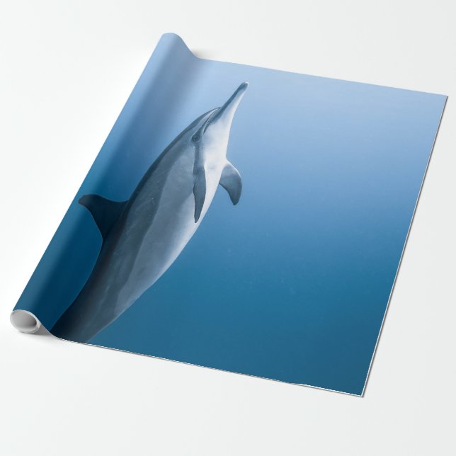 Papel De Presente Golfinho-do-mar (Desenrolado)
