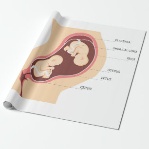 Papel De Presente Gravidez dizigótica