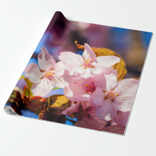 Papel De Presente Grupo De Flores Sakura, Rosa Suave, Fundo Azul