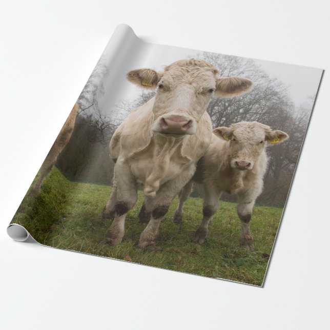 Papel De Presente Herdeiro Engraçado das Vacas na Pastura (Desenrolado)