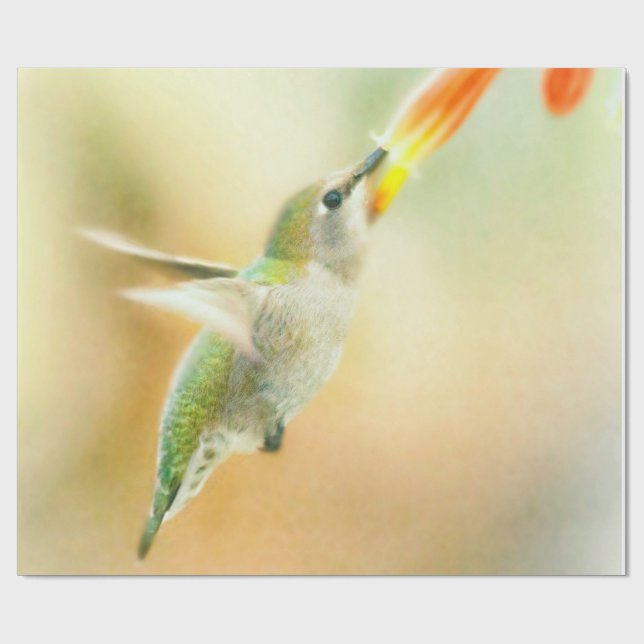 Papel De Presente Hummingbird na luz da manhã cedo (Aberto)