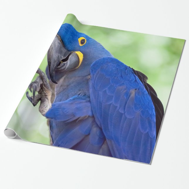 Papel De Presente Hyacinth Macaw Bird (Desenrolado)