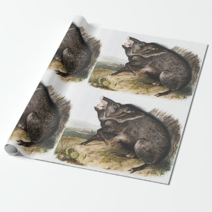 Papel De Presente Ilustração Collared Peccary Dycoteles torquatus