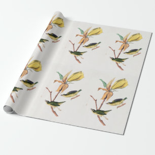 Papel De Presente Ilustração de Aves de Caça-Voo do Kentucky