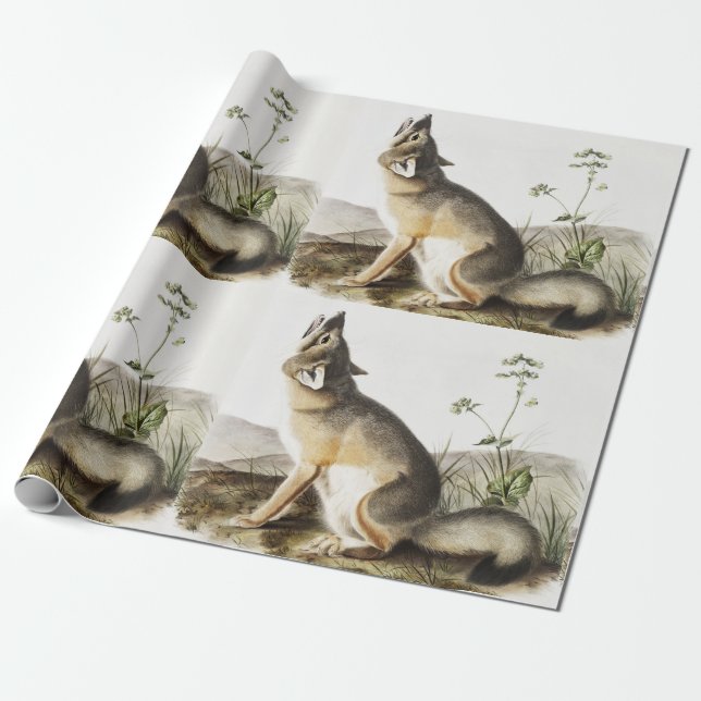 Papel De Presente Ilustração de Raposa Swift (Vulpes velox) (Desenrolado)
