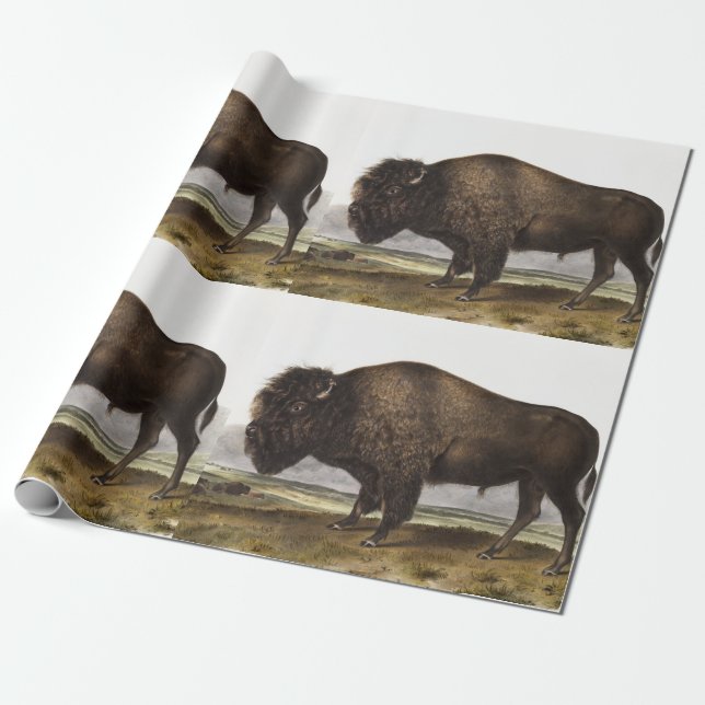 Papel De Presente Ilustração do American Bison (Bos Americanus) (Desenrolado)