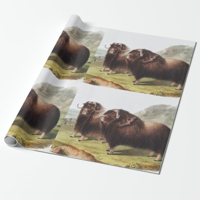 Papel De Presente Ilustração Musk Ox (Ovibos moschatus) (Desenrolado)