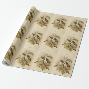 Papel De Presente Ilustração Vintage de Woodchat Shrike