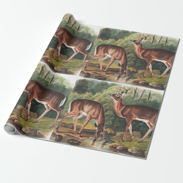 Papel De Presente Ilustração Virginiana Deer (Cervus Virginianus) (Desenrolado)