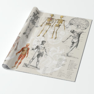 Papel De Presente Ilustrações de Biologia da Anatomia Vintage
