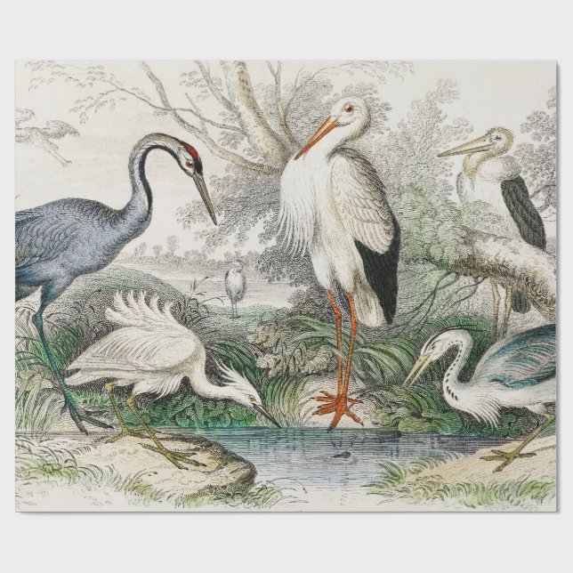 Papel De Presente Impressão de Arte da Natureza com Garça, Cegonha e (Aberto)